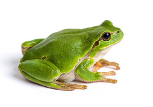 European green tree frog sitting isolated on white