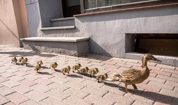 Duck mother is lost with her little baby ducks in the city on the street