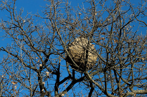 Nid de frelon visible dans un arbre dénudé