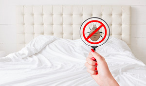 Cleaness and purity concept. Unrecognizable female with red manicure hold lens with stop insects sign detects bed bugs. No bugs there. Checking sanitation conditions in hotel room