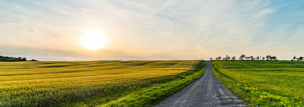 sunset over the field